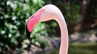 Flamingo Head Forward. The concept of animals in the zoo.