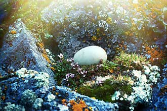 The egg of the Little Auk (Alle alle