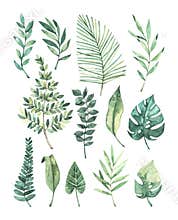Watercolor illustration. Summer tropic design elements. Tropical palm leaves monstera, areca, fan, banana. Perfect for