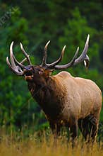 Bull Elk Bugling