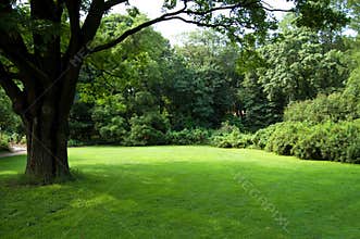 Lawn with an old tree