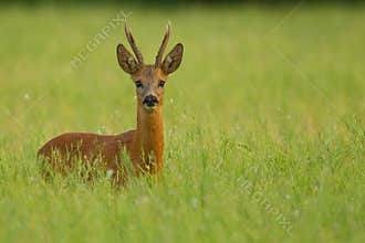 Roe deer buck in buckwheat