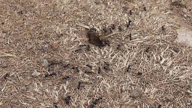 Ants ground nest