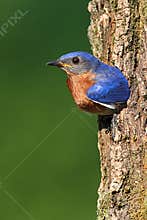 Eastern Bluebird