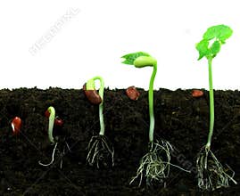 Sequance of germination beans