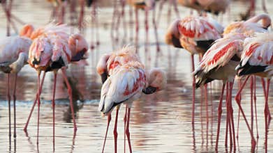 Several lesser flamingos preening their feathers at the edge of lake bogoria