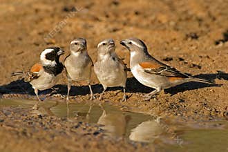 Cape sparrows