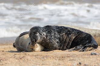Togetherness. Animals in love cuddling. Affectionate seals hugging