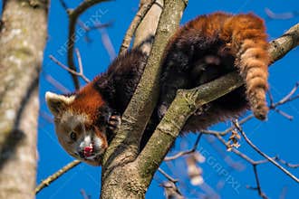 The red panda, Ailurus fulgens, also called the lesser panda