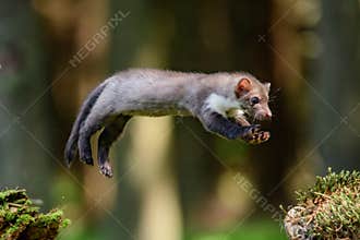 Beech marten Martes foina also known as the stone marten, house marten or white breasted marten