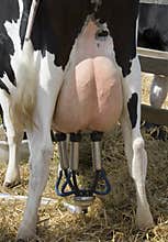 Farming - Milking a cow