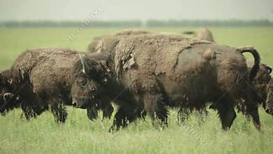 Bison in a field on pasture. Slow motion