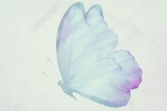 color tropical butterfly. abstract blur