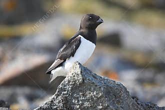 Arctic birds (Little auk)