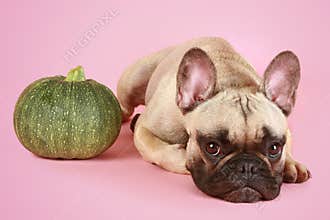 Bulldog and gourd
