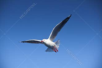 Seagull Flight, Sea Bird Flying Through Blue Sky