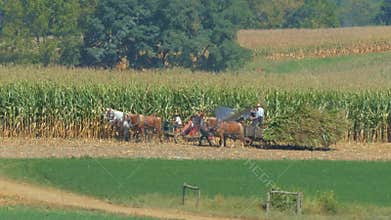 Amish Family Farm Harvesting it`s Corn Crop