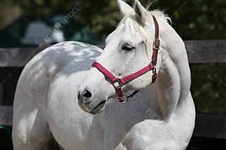 Andalusian Spanish Stallion