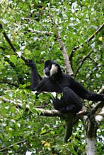 White cheeked gibbon