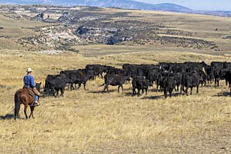 Cattle drive near the Hole-in-the-Wall country of Wyoming.