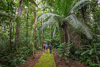 Amazon. Tropical Rainforest. Jungle Landscape. Amazon Yasuni National Park, Ecuador. South America