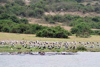 Nile hippos and birdlife, Queen Elizabeth National Park, Uganda