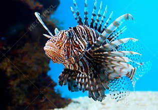 Turkey Fish or 'Pterois Volitans'