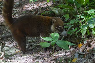 Wildlife: White-nosed coati are omnivorous and climbs trees to sleep on branches