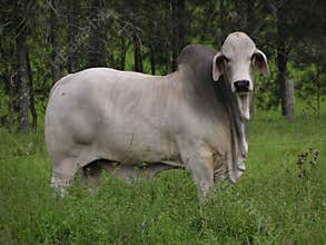 Bull in a Field