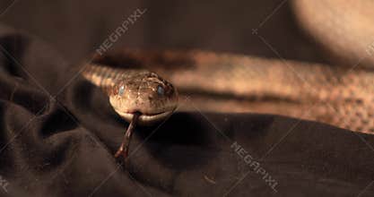 Rat snake cloudy eyes, Flick Its tongue