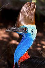 Australian flightless bird, the Cassowary