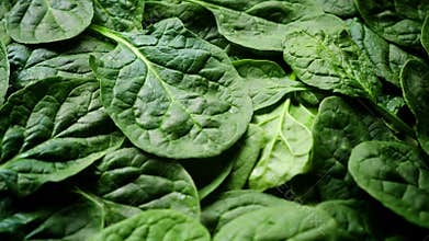 Pattern from baby spinach leaves