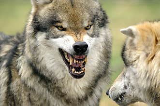 Grey Wolf ( Canis lupus )