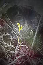 New small green tree life growing out of dead old stump