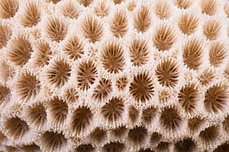 Coral Macro
