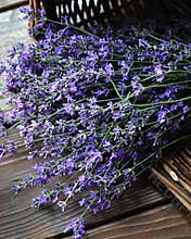Fresh lavender stems laying in a basket