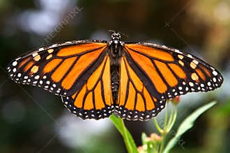 Closeup of monarch butterfly with wings spread