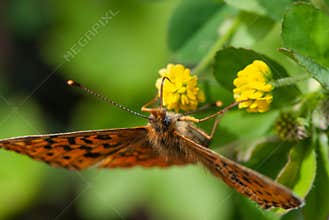 Alpine hairy close-up butterfly with a eye like soccer ball on yellow flower