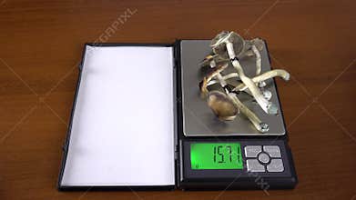 Psilocybe cubensis is a hallucinogenic mushroom. Weighing mushrooms. The sacred mushroom of the Mazatec tribe.