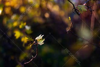 Autumn leaves on sun. Fall dark blurred background