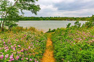 Summer in Omaha, Foot path, flowers and green vegetation and  grass at edge of lake at Ed Zorinsky lake park, Omaha, Nebraska, USA