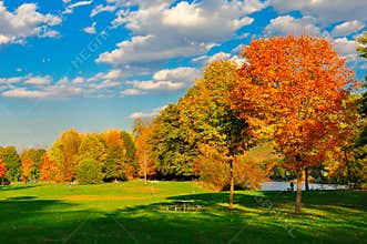 Fall foliage and a field.