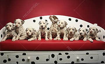 Dalmatian puppies on a bench