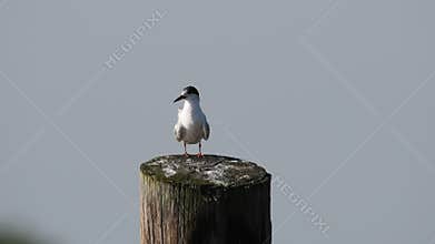 Juvenile Forster`s Tern Preening on a Piling