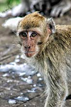 Monkey primates indonesia