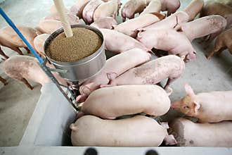Curious pigs in Pig Breeding farm in swine business in tidy and clean indoor housing farm