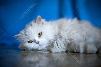 Elegant white cat