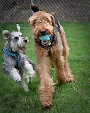 Two playful dogs outdoors