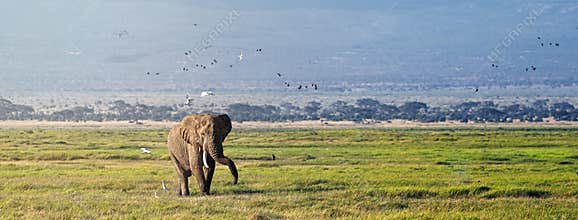 Elephant Walking With Birds in Amboseli