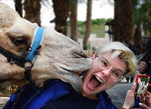 Camel is kissing pretty girl. Travel fun & smartphone